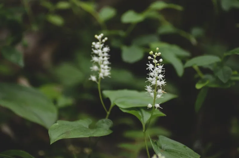 Smilacina Racemosa - Maianthemum racemosum