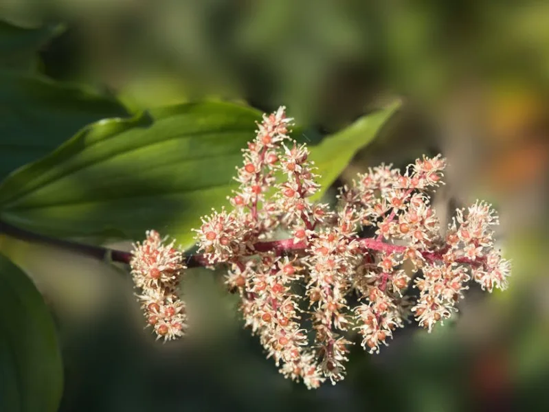 Smilacina - Maianthemum racemosum