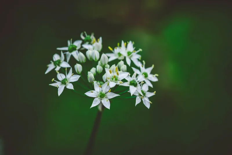 Smyrnium Perfoliatum - Smyrnium perfoliatum