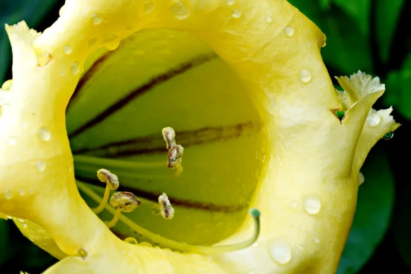 Solandra - Solandra maxima