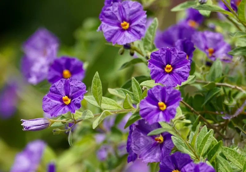 Solanum Jasminoides - Solanum laxum