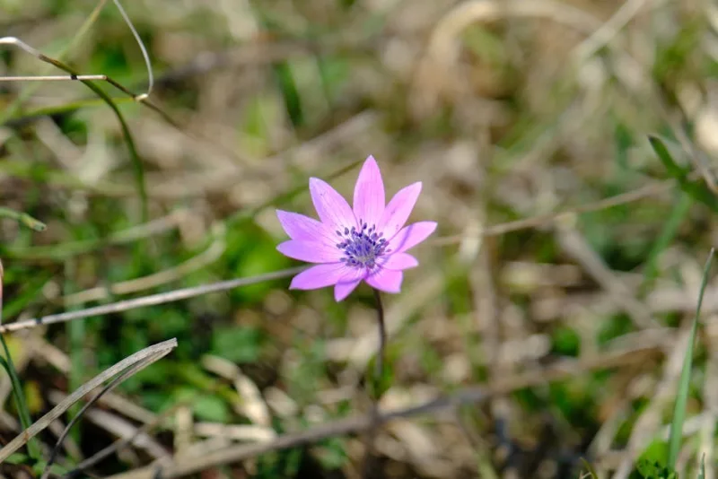 Soldanella Minima - Soldanella minima