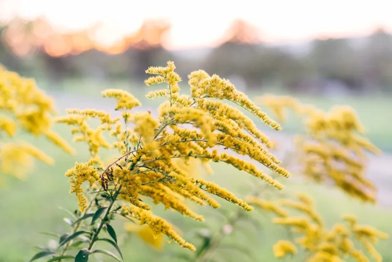 Solidago - Solidago spp.
