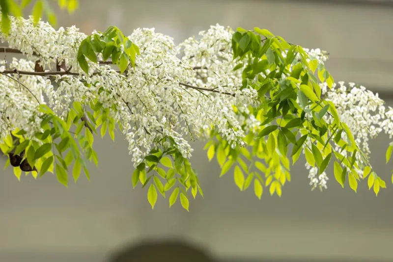 Sophora Japonica - Styphnolobium japonicum
