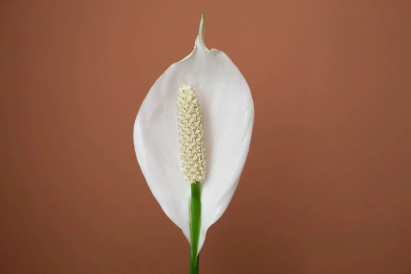 Spathiphyllum Wallisii - Spathiphyllum wallisii