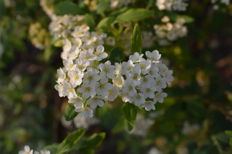 Spiraea Arguta - Spiraea × arguta