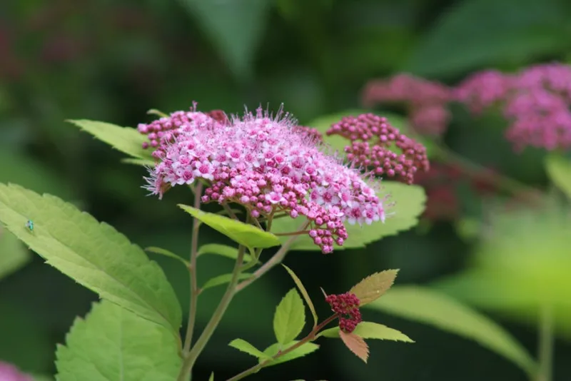 Spiraea Japonica - Spiraea japonica
