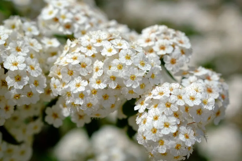 Spiraea Ogon - Spiraea thunbergii 'Ogon'