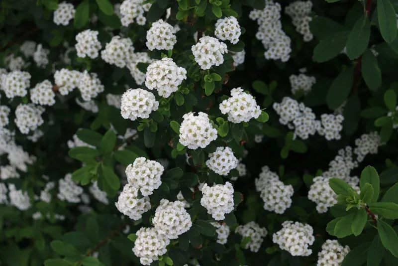 Spirea Vanhouttei - Spiraea × vanhouttei