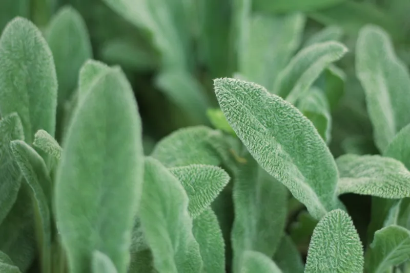 Stachys Byzantina Tappezzante - Stachys byzantina 'Silver Carpet'