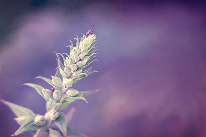 Stachys Lanata - Stachys byzantina