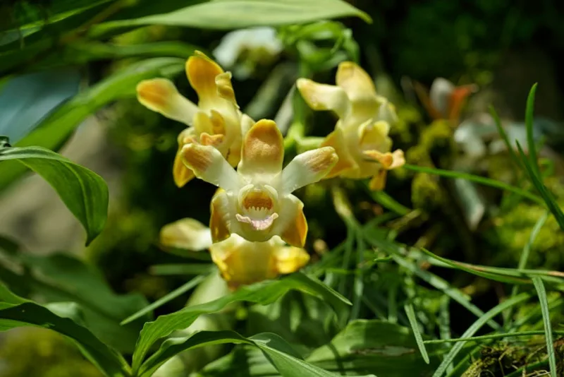 Stanhopea Tigrina - Stanhopea tigrina