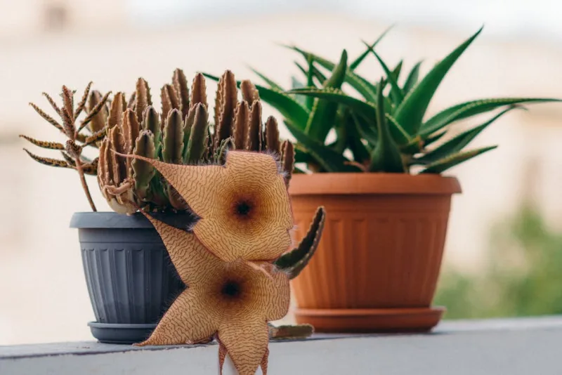 Stapelia Grandiflora - Stapelia grandiflora