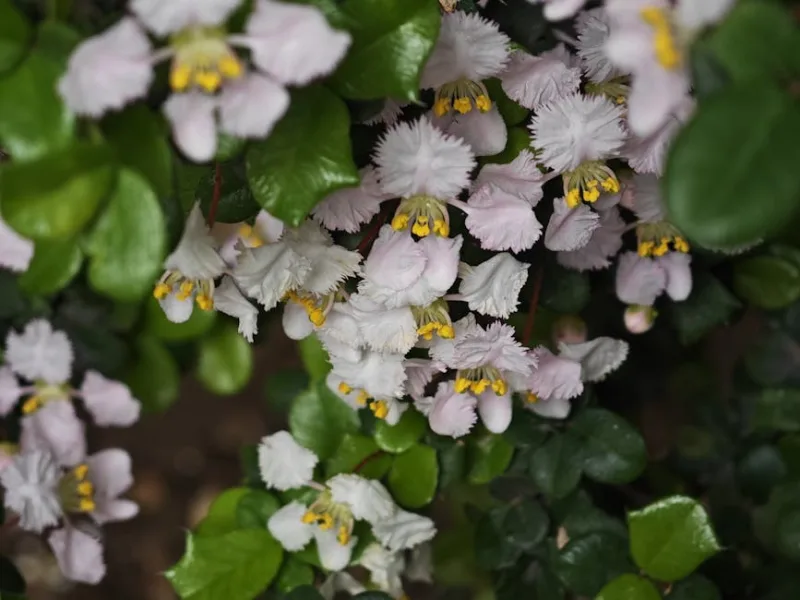 Staphylea Colchica - Staphylea colchica