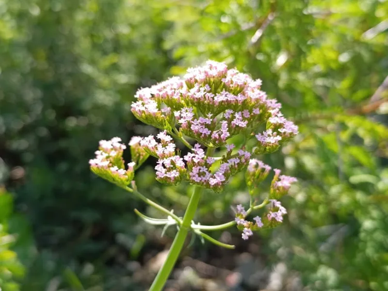 Stevia - Stevia rebaudiana