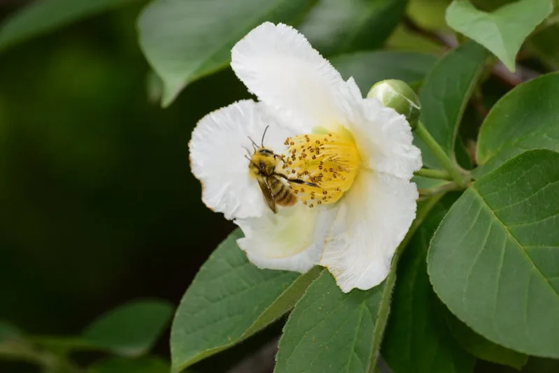 Stewartia Pseudocamellia - Stewartia pseudocamellia