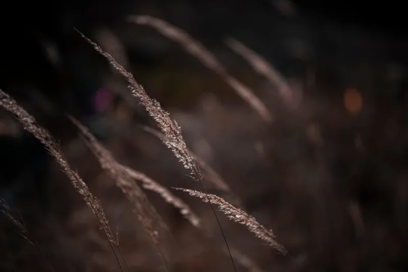 Stipa Gigantea - Stipa gigantea