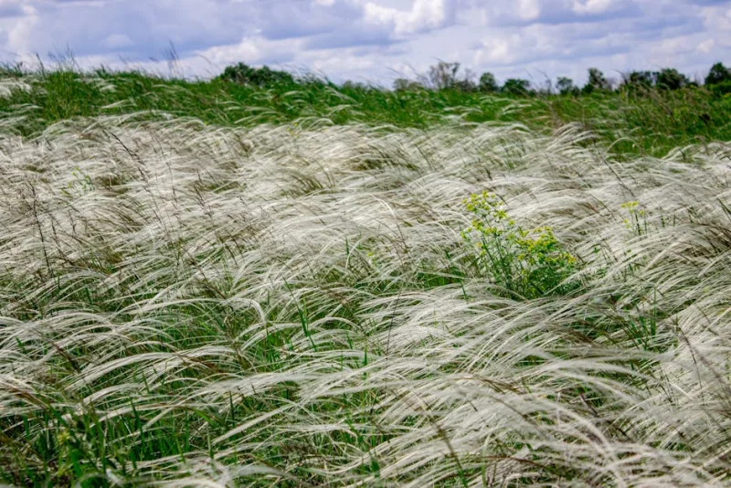 Stipa Ichu - Stipa ichu