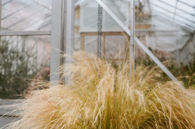 Stipa - Stipa tenuissima