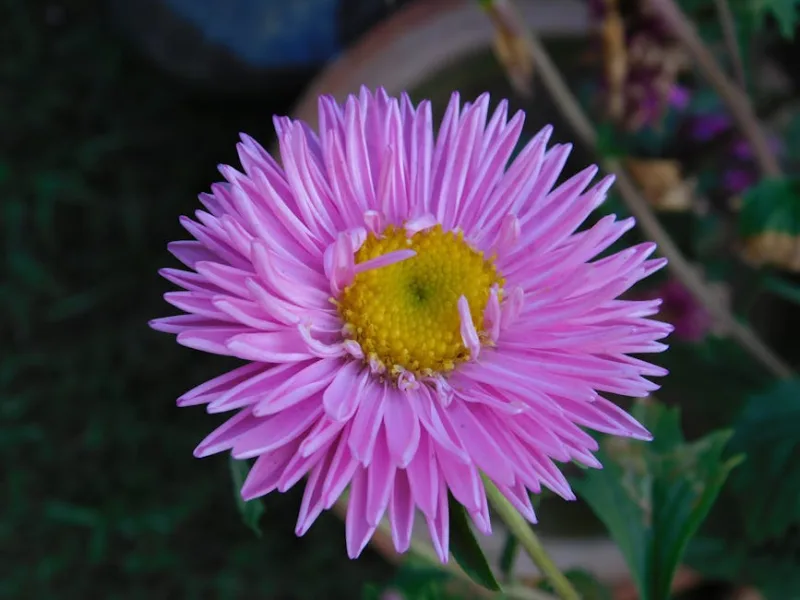 Stokesia Blue Danube - Stokesia laevis 'Blue Danube'