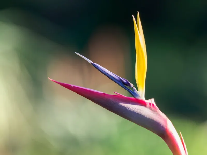 Strelizia Augusta - Strelitzia alba