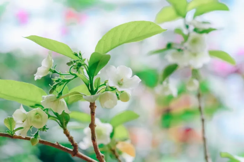 Styrax Japonicus - Styrax japonicus
