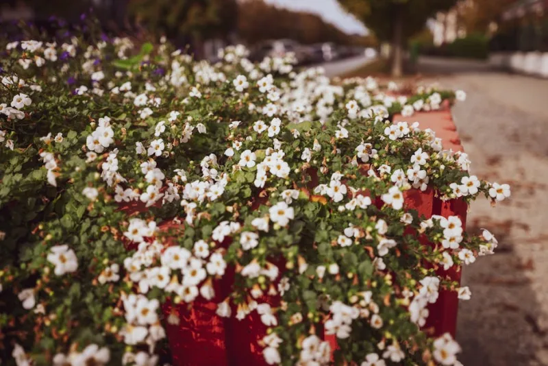 Sutera Snowstorm - Sutera cordata 'Snowstorm Giant'