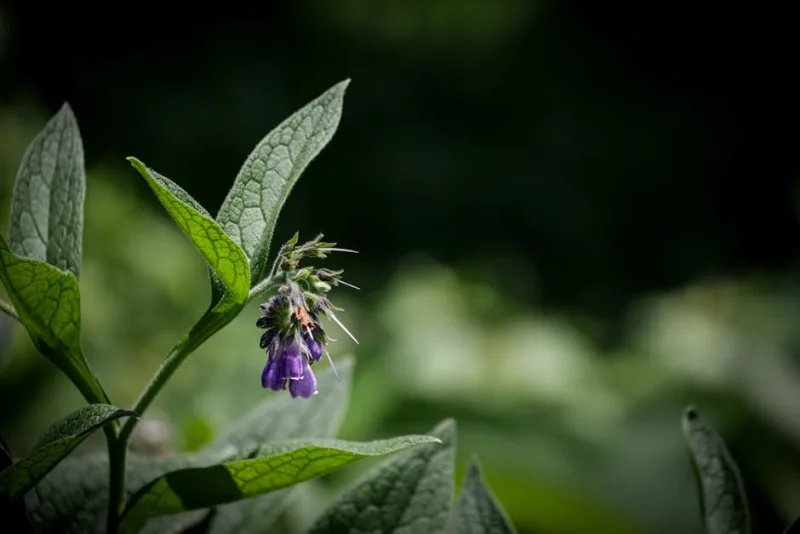 Symphytum Officinale - Symphytum officinale
