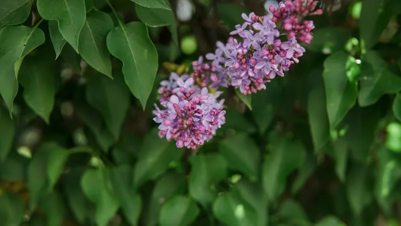 Syringa Bloomerang - Syringa 'Bloomerang'