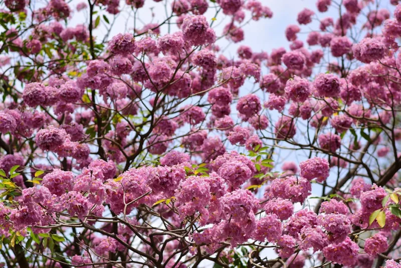 Tabebuia Rosea - Handroanthus roseus