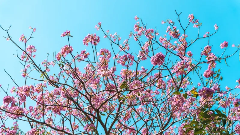 Tabebuia - Tabebuia rosea
