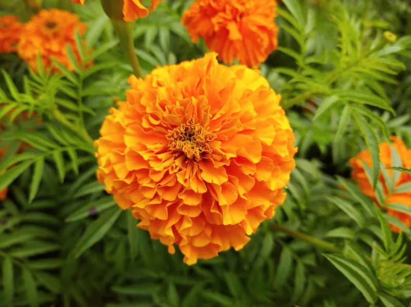 Tagete Eretto - Tagetes erecta