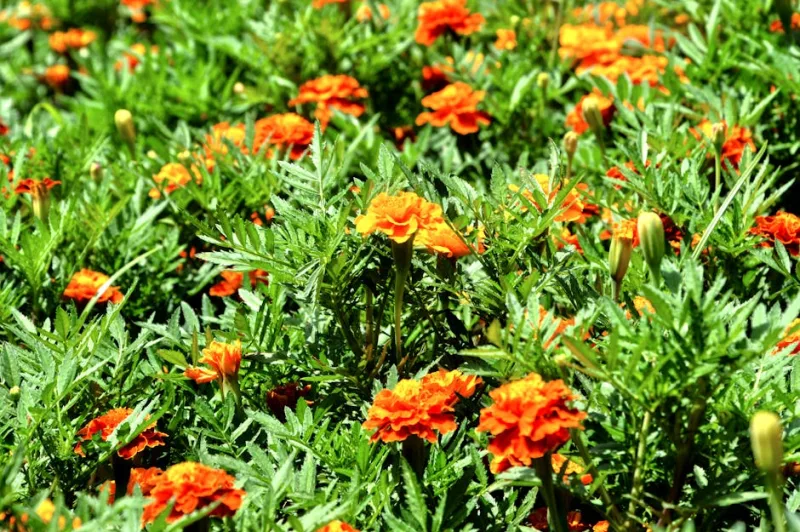 Tagete Lemon Gem - Tagetes tenuifolia 'Lemon Gem'