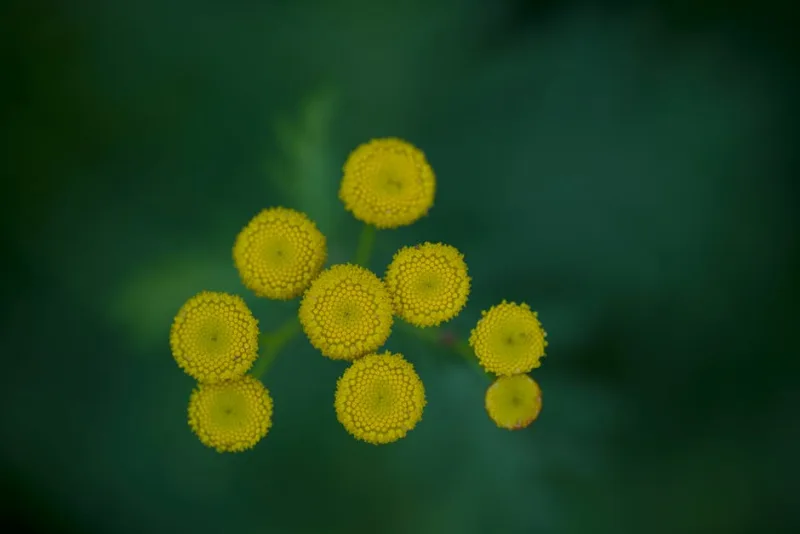 Tanaceto - Tanacetum vulgare