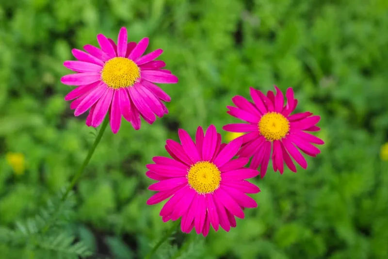 Tanacetum Coccineum - Tanacetum coccineum