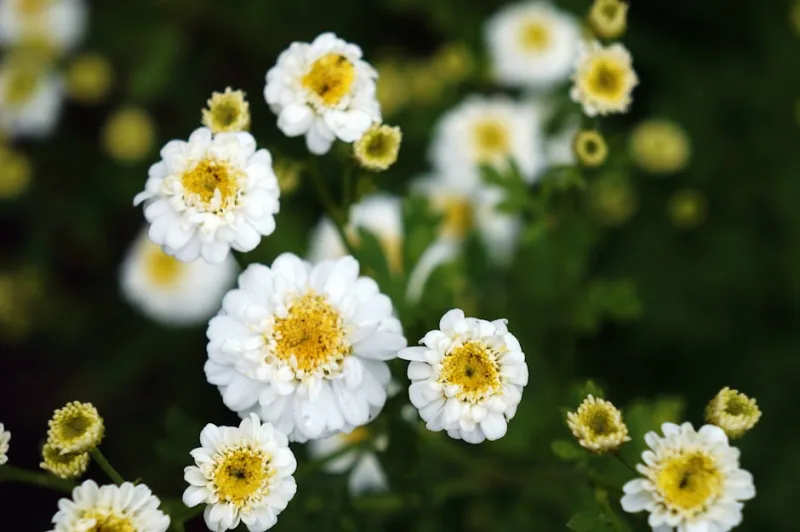 Tanacetum Parthenium - Tanacetum parthenium