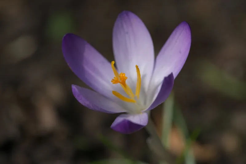 Tecophilaea Cyanocrocus - Tecophilaea cyanocrocus