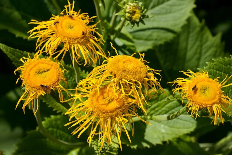 Telekia - Telekia speciosa