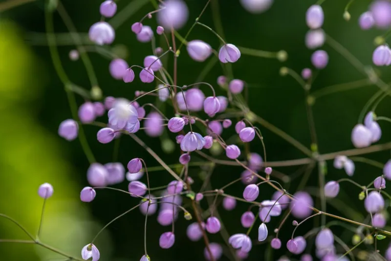 Thalictrum Ankum - Thalictrum 'Ankum'