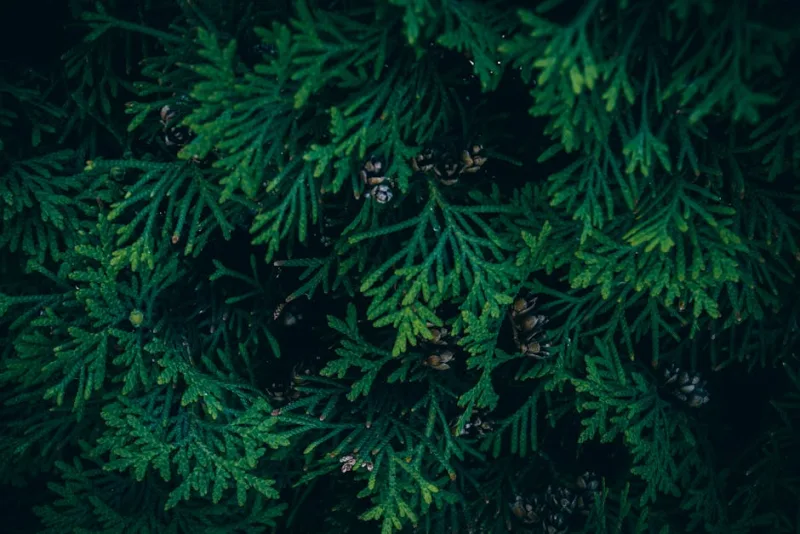 Thuja Smaragd - Thuja occidentalis 'Smaragd'