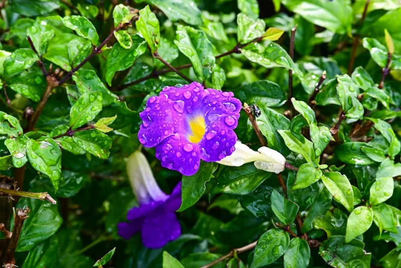 Thunbergia Erecta - Thunbergia erecta