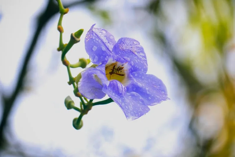 Thunbergia Grandiflora - Thunbergia grandiflora