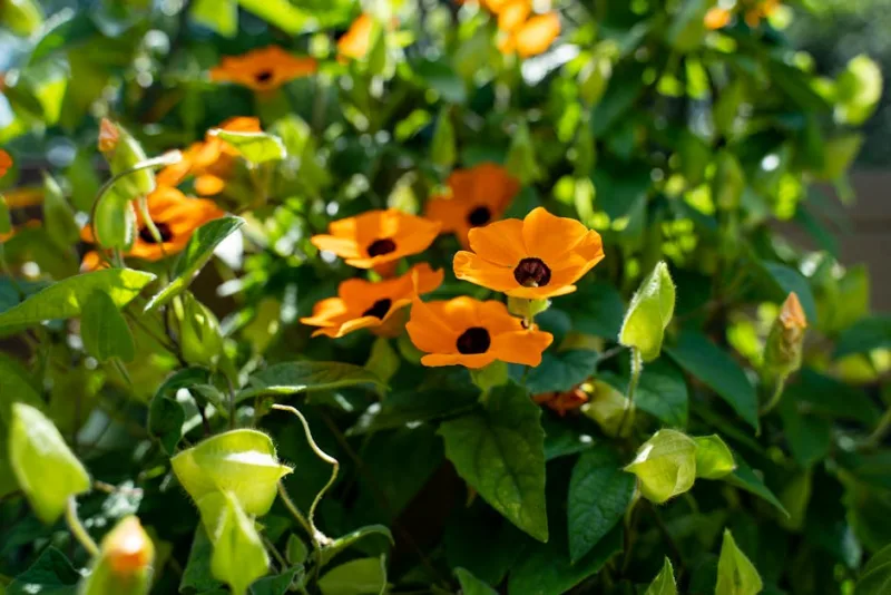 Thunbergia - Thunbergia alata