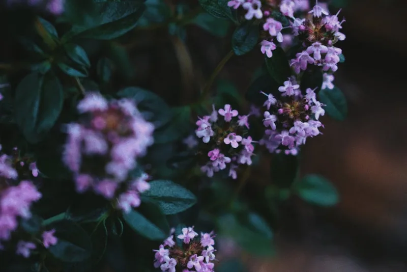 Thymus Serpyllum - Thymus serpyllum
