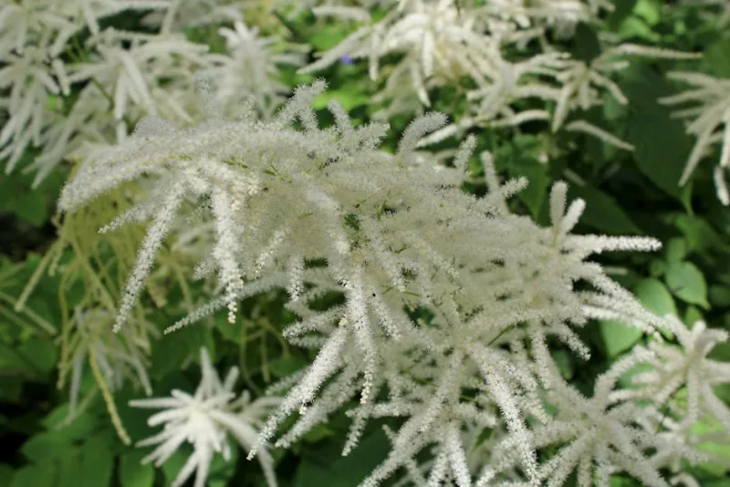 Tiarella - Tiarella cordifolia
