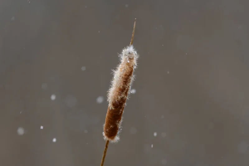 Tifa Maggiore - Typha latifolia