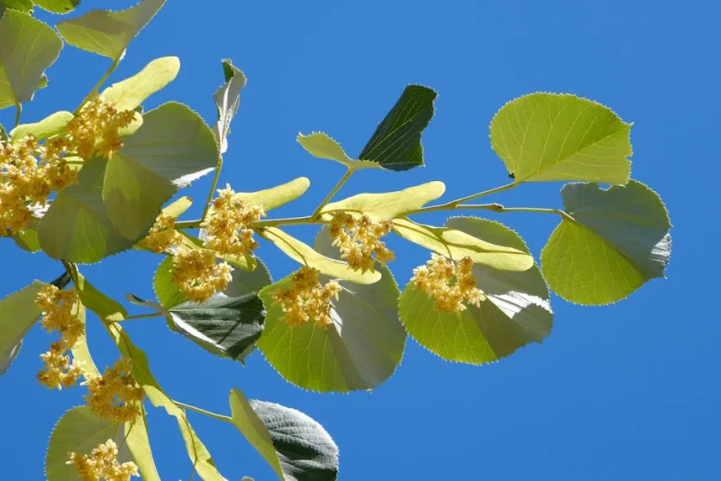 Tiglio Europeo - Tilia × europaea