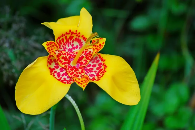 Tigridia - Tigridia pavonia