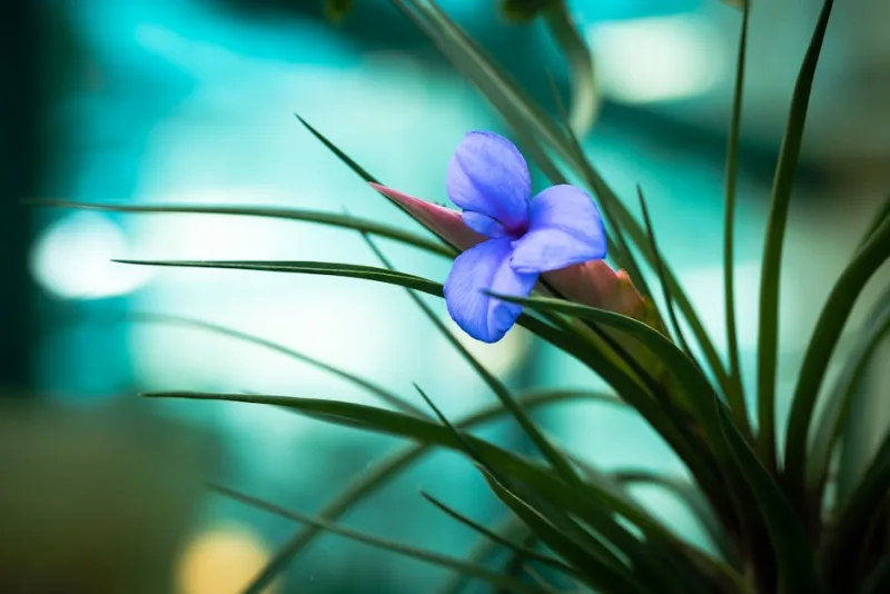 Tillandsia Cyanea - Tillandsia cyanea
