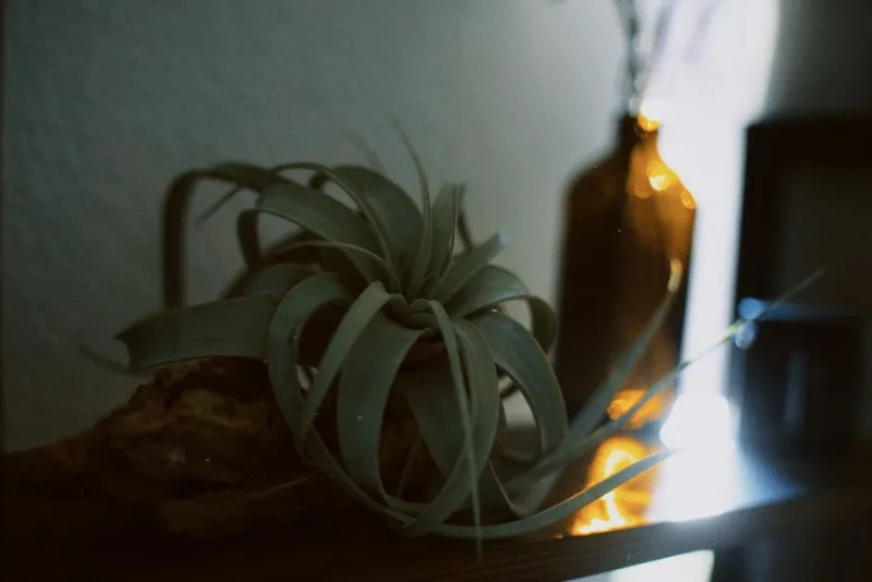 Tillandsia Xerographica - Tillandsia xerographica